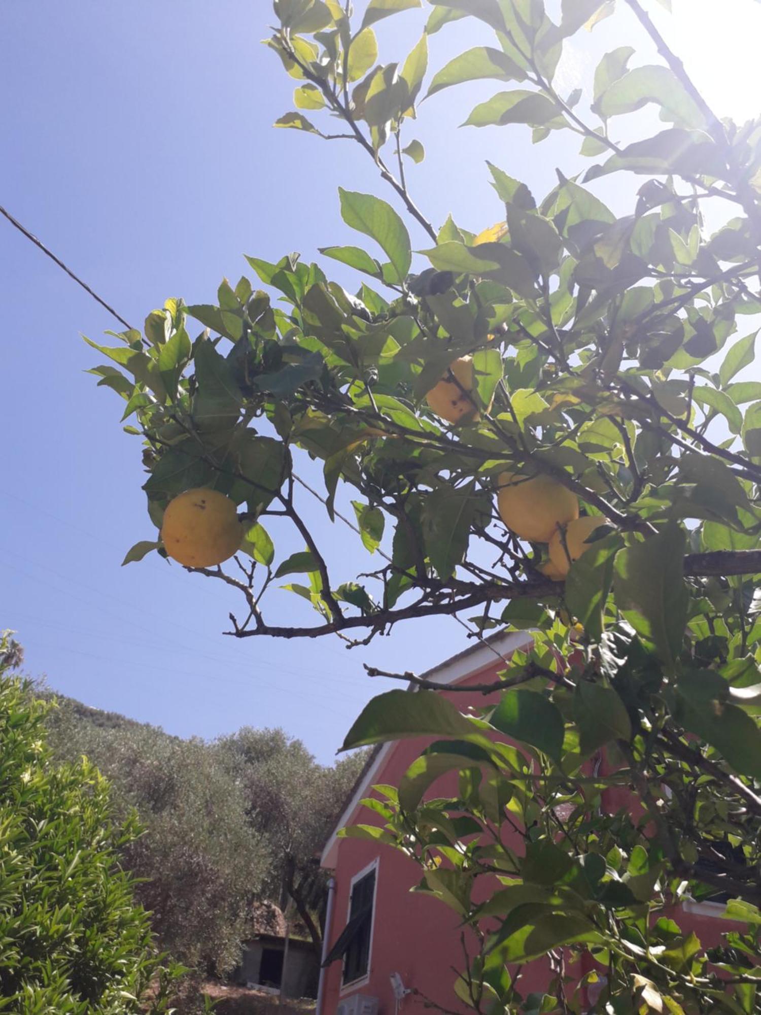 Tigullio Vacations Panoramica Apartments Lavagna Dış mekan fotoğraf